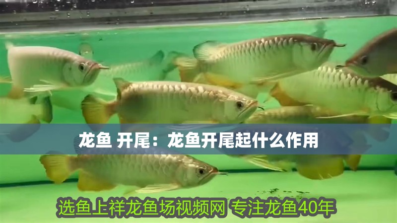 龍魚 開尾：龍魚開尾起什么作用