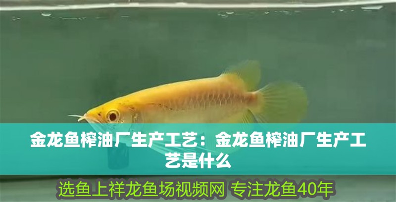 金龍魚榨油廠生產(chǎn)工藝：金龍魚榨油廠生產(chǎn)工藝是什么