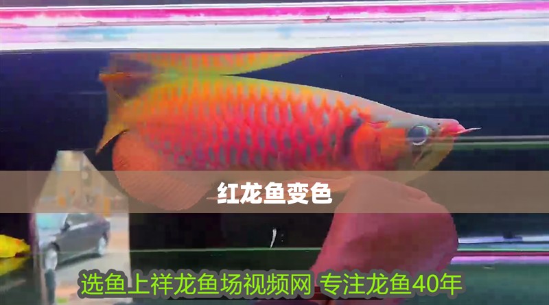 紅龍魚變色