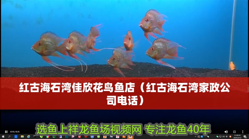 紅古海石灣佳欣花鳥魚店（紅古海石灣家政公司電話）