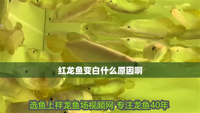 紅龍魚變白什么原因啊
