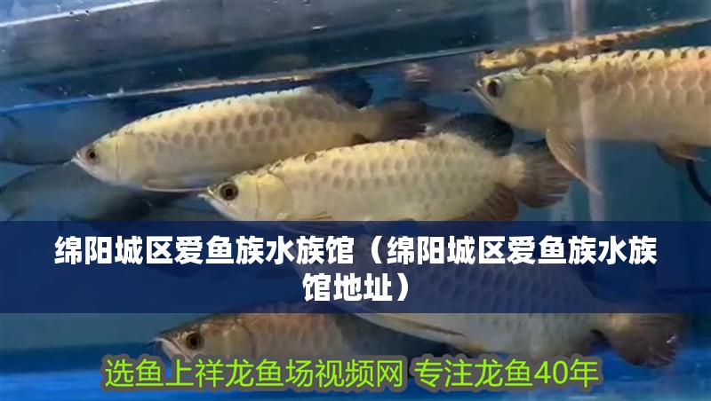 綿陽城區愛魚族水族館（綿陽城區愛魚族水族館地址） 綿陽城區愛魚族水族館（綿陽城區愛魚族水族館地址） 全國水族館企業名錄 第2張