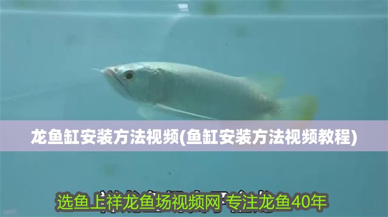 龍魚缸安裝方法視頻(魚缸安裝方法視頻教程)