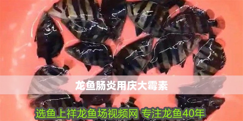 龍魚腸炎用慶大霉素