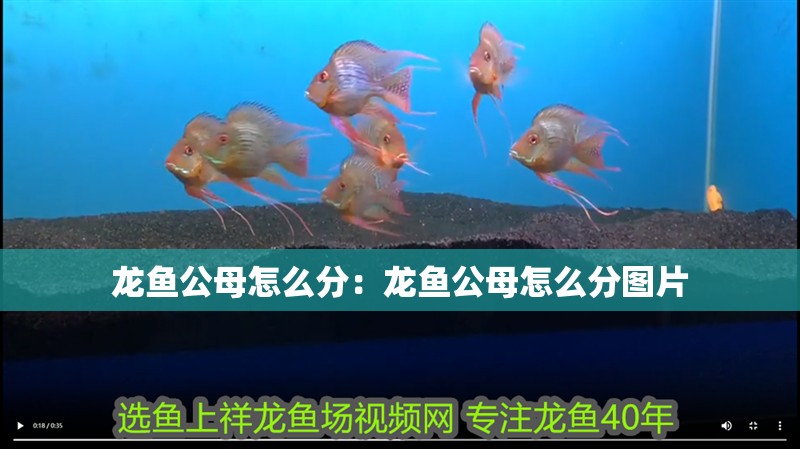 龍魚公母怎么分：龍魚公母怎么分圖片 龍魚公母怎么分：龍魚公母怎么分圖片 水族問答