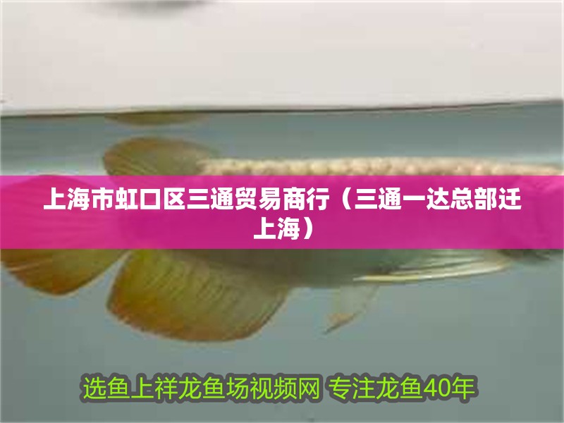 慈鯛魚缸造景60過濾：60公分的慈鯛魚缸造景和選擇合適的過濾系統是什么