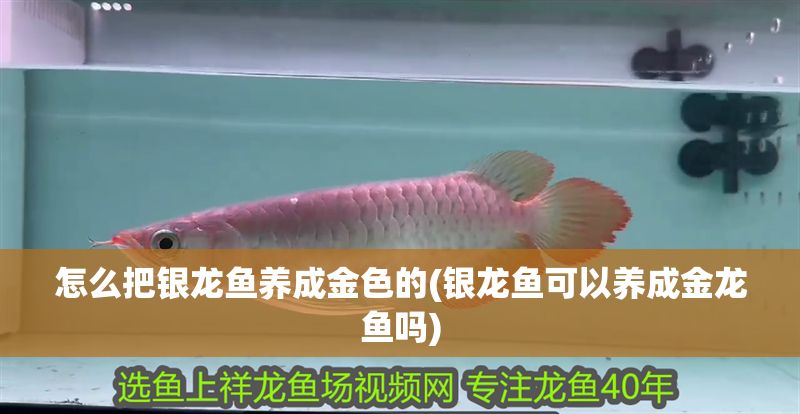 怎么把銀龍魚養(yǎng)成金色的(銀龍魚可以養(yǎng)成金龍魚嗎) 怎么把銀龍魚養(yǎng)成金色的(銀龍魚可以養(yǎng)成金龍魚嗎) 銀龍魚百科 第1張