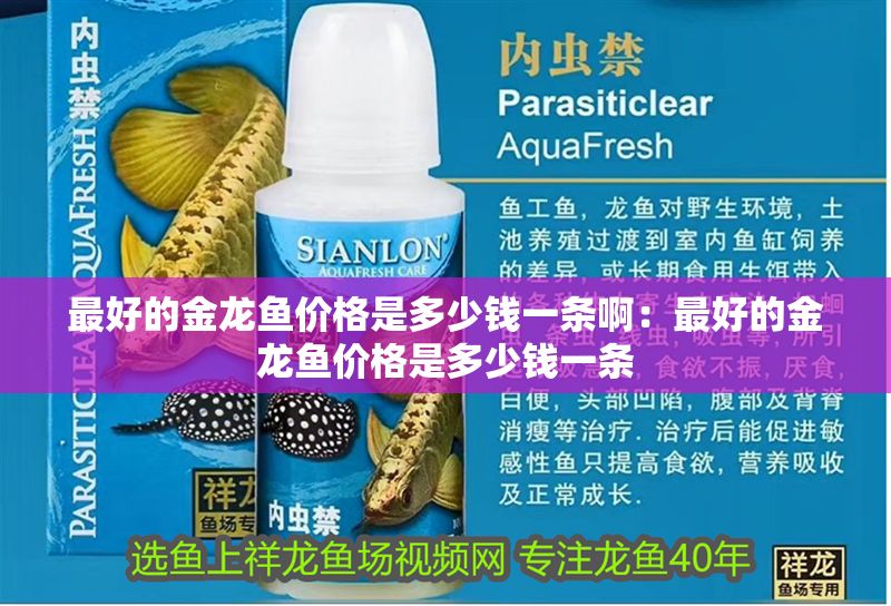 最好的金龍魚價格是多少錢一條啊：最好的金龍魚價格是多少錢一條