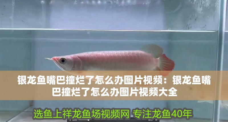銀龍魚嘴巴撞爛了怎么辦圖片視頻：銀龍魚嘴巴撞爛了怎么辦圖片視頻大全 銀龍魚嘴巴撞爛了怎么辦圖片視頻：銀龍魚嘴巴撞爛了怎么辦圖片視頻大全 水族問答