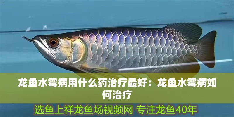 龍魚(yú)水霉病用什么藥治療最好：龍魚(yú)水霉病如何治療