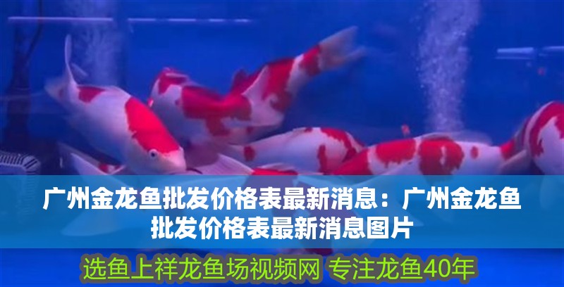 廣州金龍魚批發價格表最新消息：廣州金龍魚批發價格表最新消息圖片 廣州金龍魚批發價格表最新消息：廣州金龍魚批發價格表最新消息圖片 水族問答