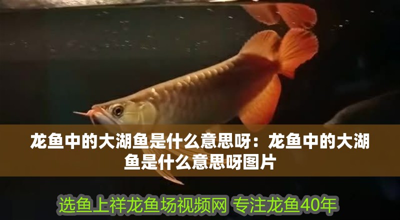 龍魚中的大湖魚是什么意思呀：龍魚中的大湖魚是什么意思呀圖片