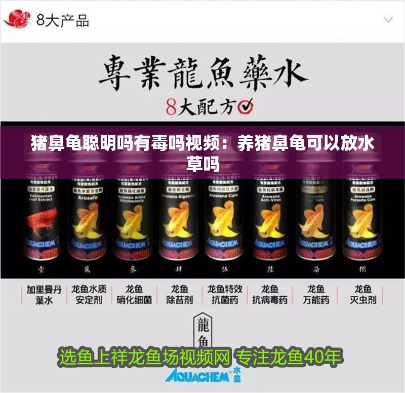 豬鼻龜聰明嗎有毒嗎視頻：養豬鼻龜可以放水草嗎