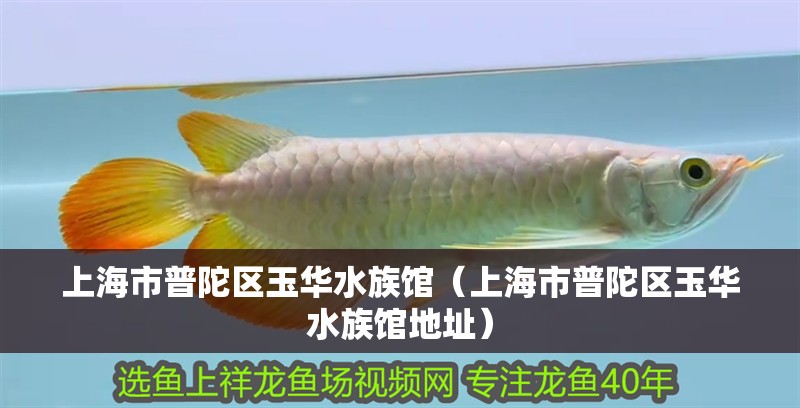 上海市普陀區玉華水族館（上海市普陀區玉華水族館地址）