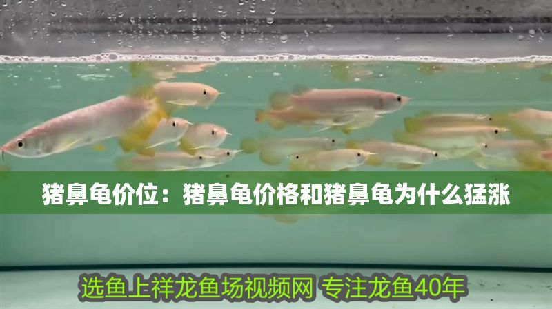 豬鼻龜價位：豬鼻龜價格和豬鼻龜為什么猛漲