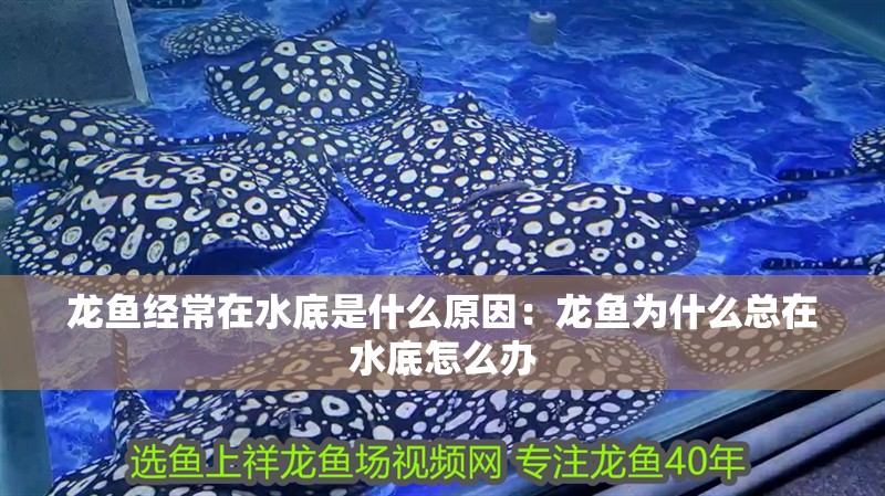 龍魚經常在水底是什么原因：龍魚為什么總在水底怎么辦