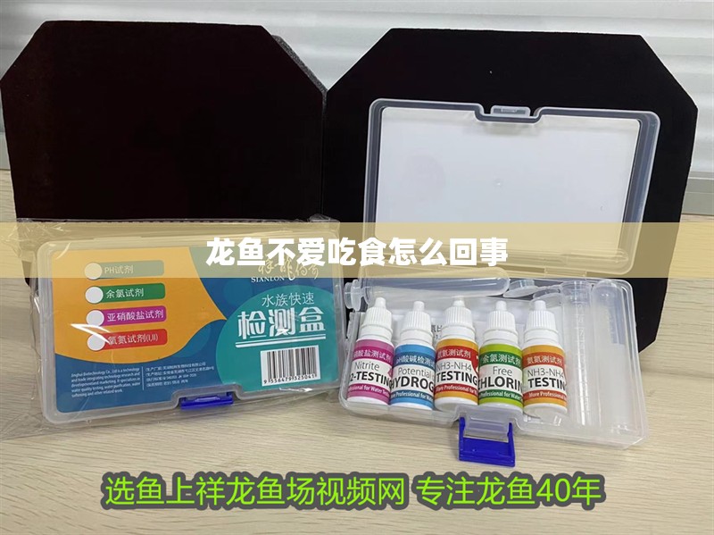 龍魚不愛吃食怎么回事