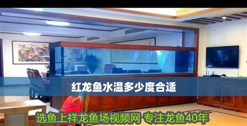 紅龍魚水溫多少度合適