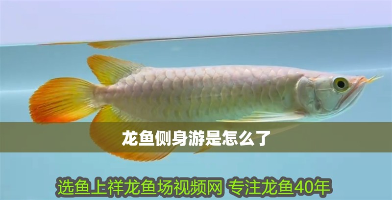 龍魚側身游是怎么了 龍魚側身游是怎么了 龍魚百科 第2張