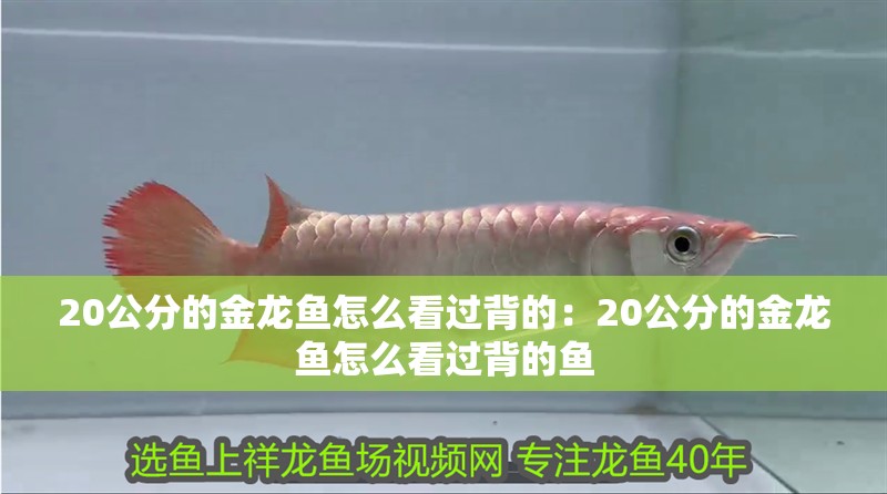 20公分的金龍魚怎么看過背的：20公分的金龍魚怎么看過背的魚