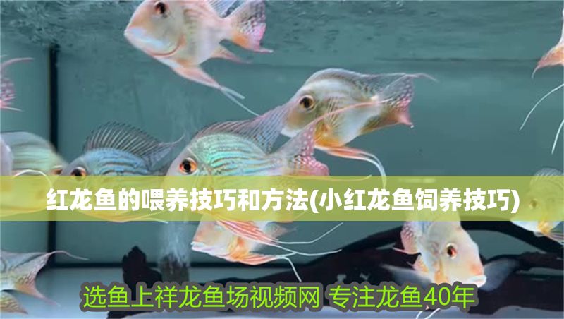 紅龍魚的喂養技巧和方法(小紅龍魚飼養技巧)