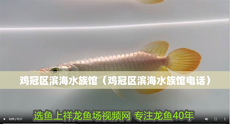 雞冠區(qū)濱海水族館（雞冠區(qū)濱海水族館電話）