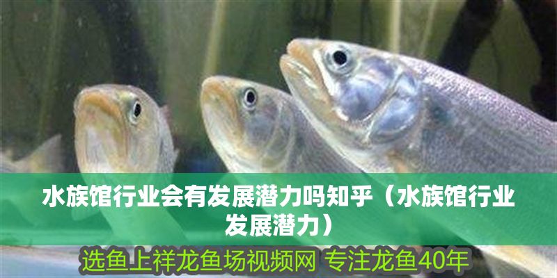 水族館行業會有發展潛力嗎知乎（水族館行業發展潛力）