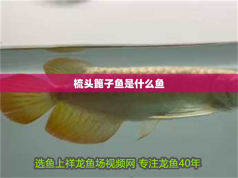 梳頭篦子魚是什么魚
