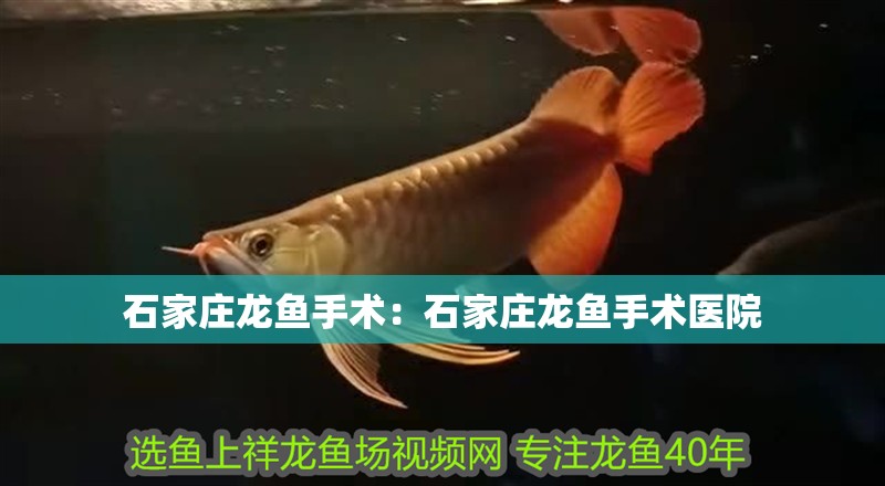 石家莊龍魚手術：石家莊龍魚手術醫院