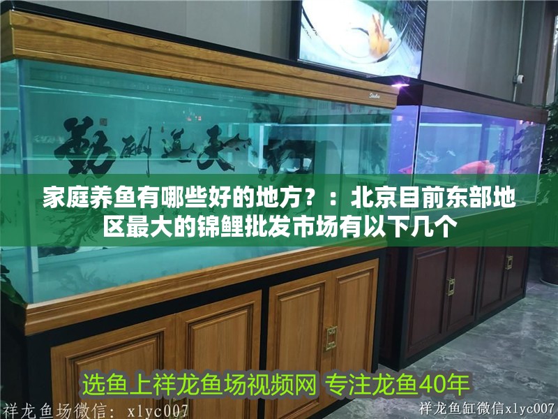 家庭養(yǎng)魚(yú)有哪些好的地方？：北京目前東部地區(qū)最大的錦鯉批發(fā)市場(chǎng)有以下幾個(gè)