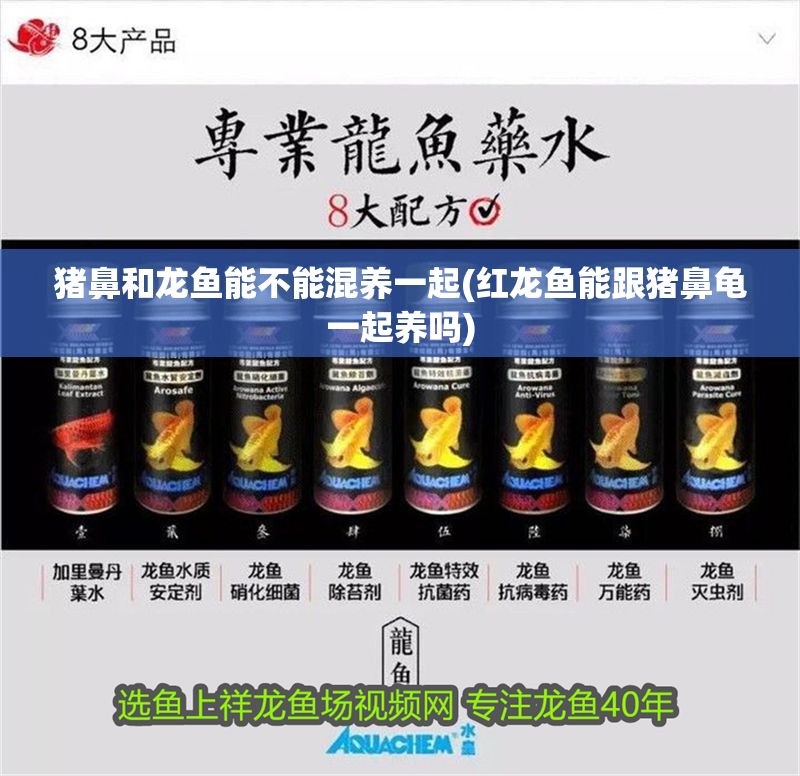 豬鼻和龍魚能不能混養(yǎng)一起(紅龍魚能跟豬鼻龜一起養(yǎng)嗎)