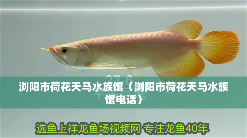 漢霸魚缸官網(wǎng)電話（漢霸魚缸售后服務(wù)電話）