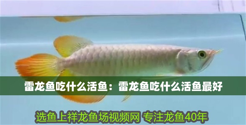 雷龍魚吃什么活魚：雷龍魚吃什么活魚最好