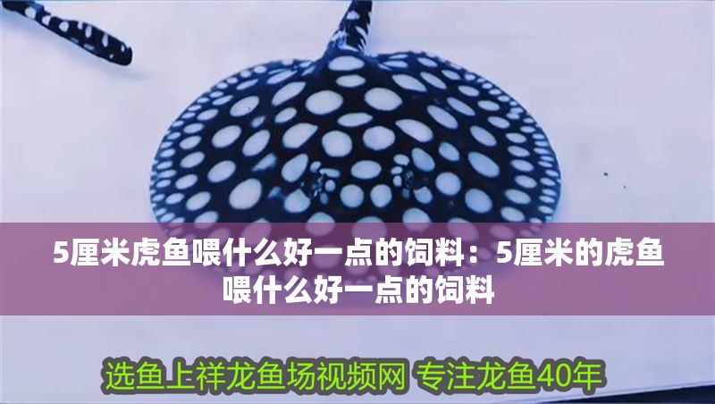 5厘米虎魚喂什么好一點(diǎn)的飼料：5厘米的虎魚喂什么好一點(diǎn)的飼料
