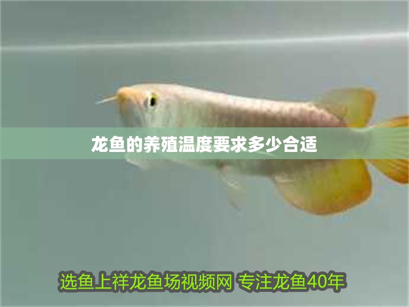 龍魚的養殖溫度要求多少合適