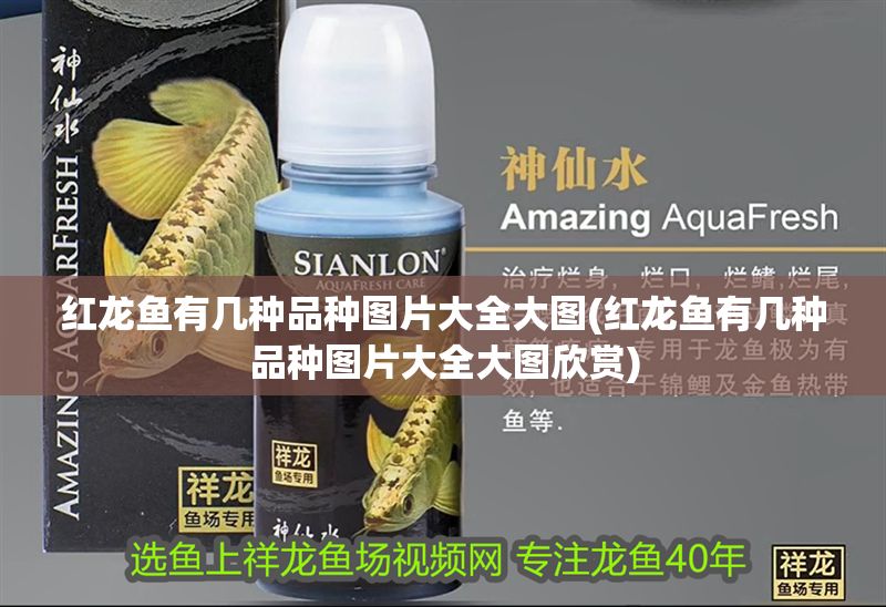 紅龍魚有幾種品種圖片大全大圖(紅龍魚有幾種品種圖片大全大圖欣賞)