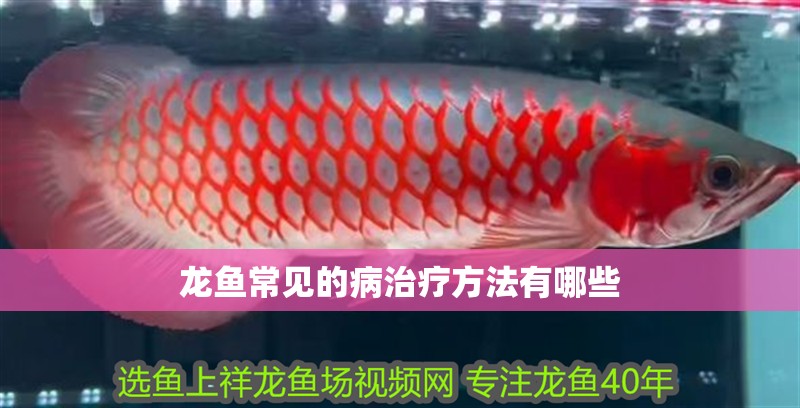 龍魚常見的病治療方法有哪些