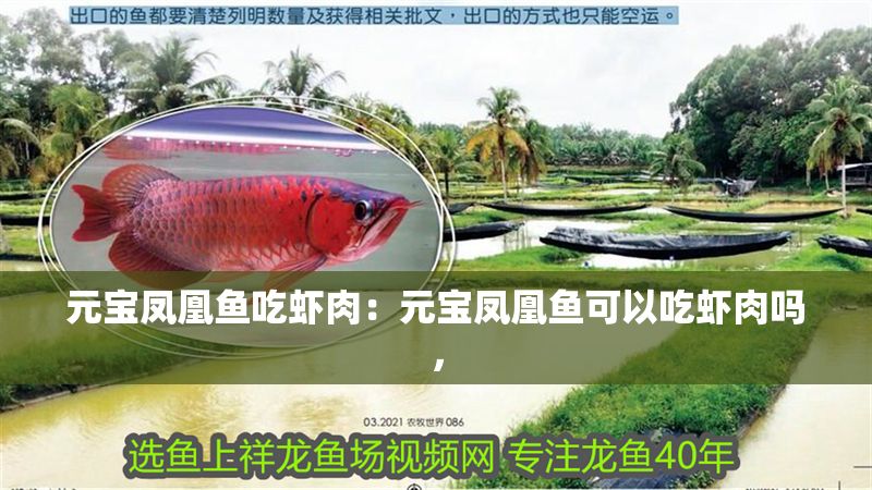 元寶鳳凰魚吃蝦肉：元寶鳳凰魚可以吃蝦肉嗎，