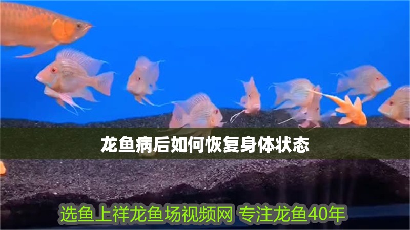 龍魚病后如何恢復(fù)身體狀態(tài)