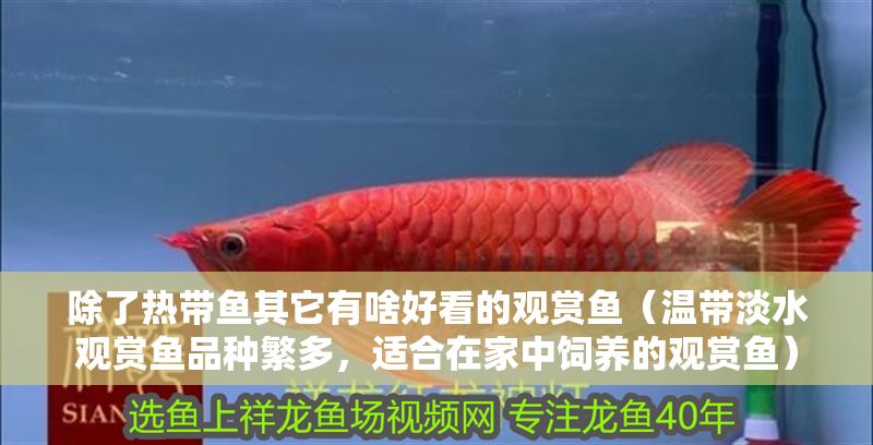 除了熱帶魚其它有啥好看的觀賞魚(溫帶淡水觀賞魚品種繁多,適合在家中飼養(yǎng)的觀賞魚) 豬鼻龜百科 第2張 除了熱帶魚其它有啥好看的觀賞魚(溫帶淡水觀賞魚品種繁多,適合在家中飼養(yǎng)的觀賞魚) 除了熱帶魚其它有啥好看的觀賞魚(溫帶淡水觀賞魚品種繁多,適合在家中飼養(yǎng)的觀賞魚) 豬鼻龜百科 第2張