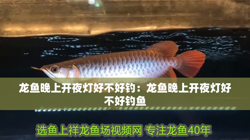 龍魚(yú)晚上開(kāi)夜燈好不好釣：龍魚(yú)晚上開(kāi)夜燈好不好釣魚(yú)