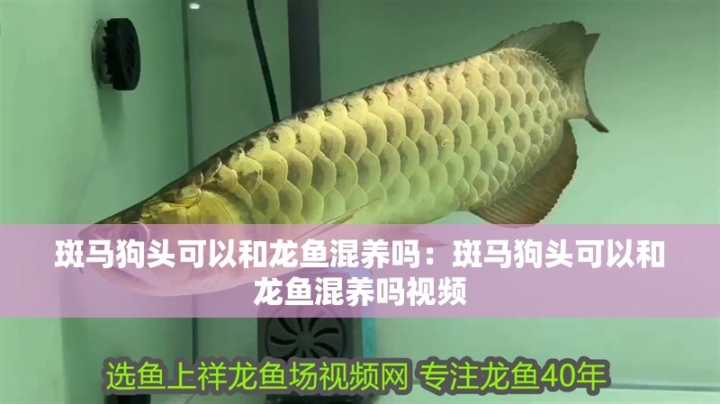 斑馬狗頭可以和龍魚混養(yǎng)嗎：斑馬狗頭可以和龍魚混養(yǎng)嗎視頻