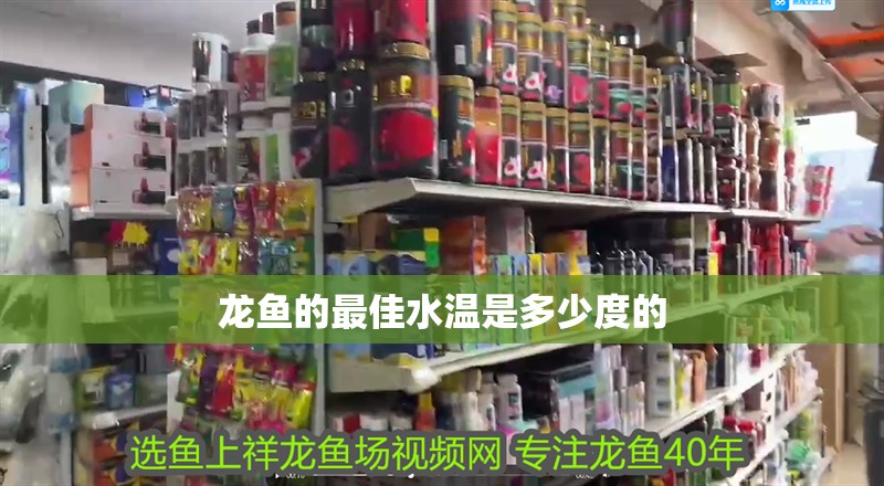 龍魚的最佳水溫是多少度的 龍魚的最佳水溫是多少度的 龍魚百科 第2張