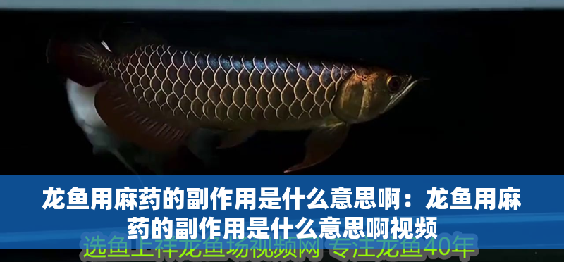 龍魚用麻藥的副作用是什么意思啊：龍魚用麻藥的副作用是什么意思啊視頻