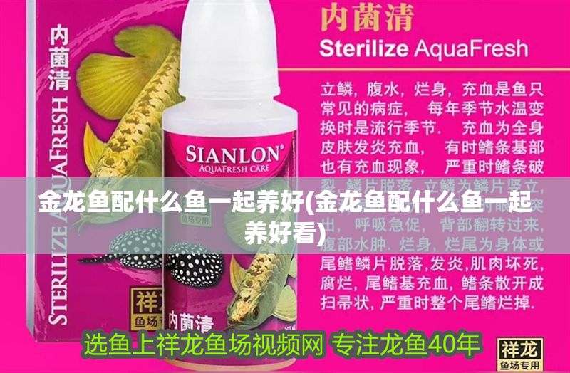 金龍魚配什么魚一起養好(金龍魚配什么魚一起養好看) 金龍魚配什么魚一起養好(金龍魚配什么魚一起養好看) 黃金貓魚百科 第1張