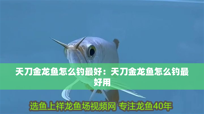 天刀金龍魚怎么釣最好：天刀金龍魚怎么釣最好用