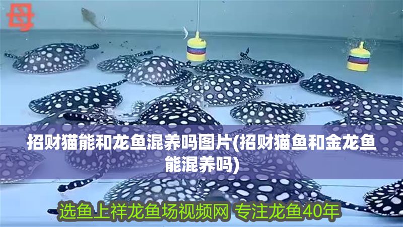 招財(cái)貓能和龍魚混養(yǎng)嗎圖片(招財(cái)貓魚和金龍魚能混養(yǎng)嗎)
