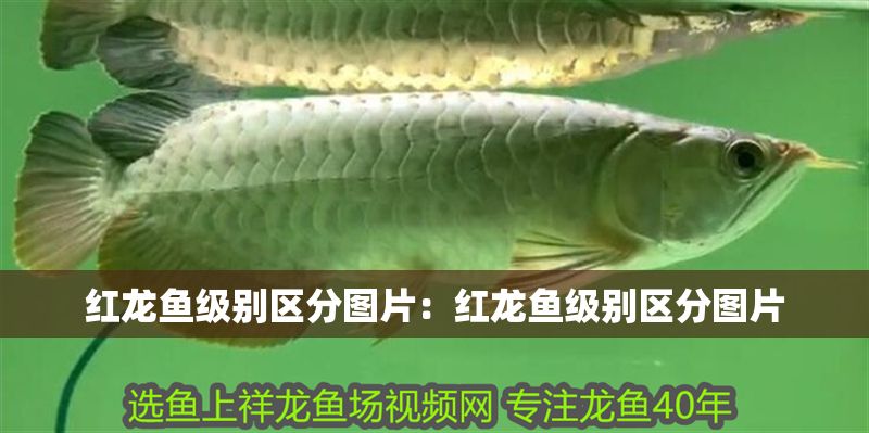 紅龍魚級別區分圖片：紅龍魚級別區分圖片