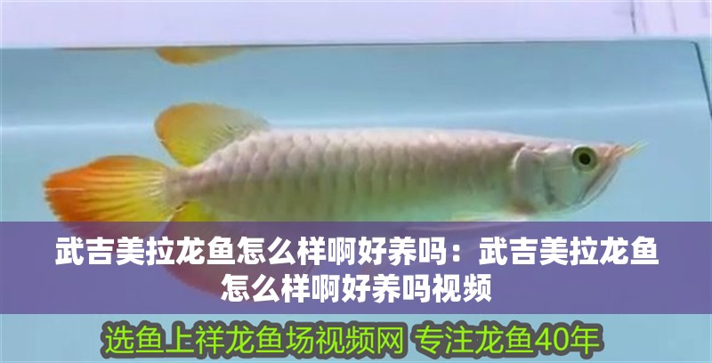 武吉美拉龍魚怎么樣啊好養(yǎng)嗎：武吉美拉龍魚怎么樣啊好養(yǎng)嗎視頻