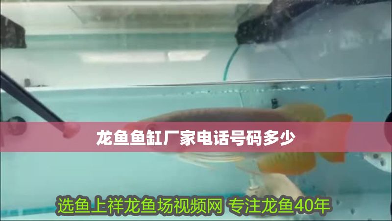 龍魚魚缸廠家電話號碼多少